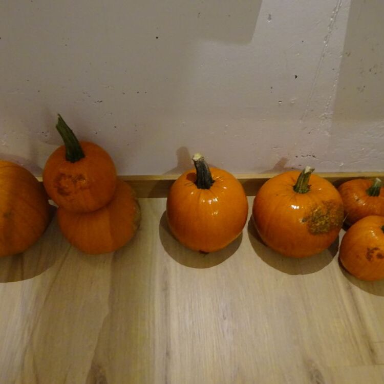DSC08677.JPG